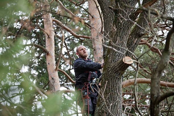 Best Commercial Tree Services  in Newcastle, WY